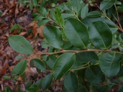 Photo 5 of Lyonia spp.