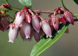 Photo 2 of Lyonia spp.