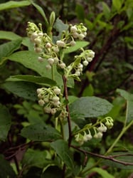 Photo 9 of Lyonia spp.