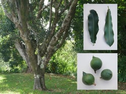 Photo 2 of Macadamia integrifolia
