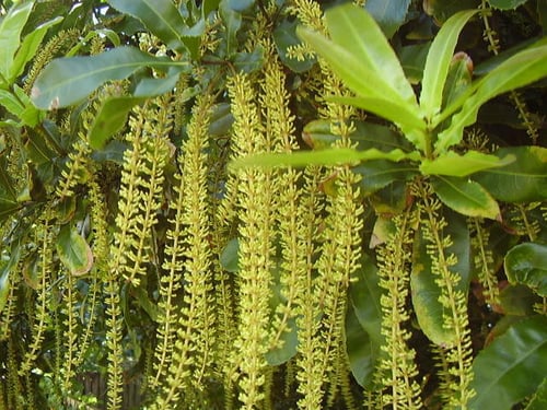 Photo 1 of Macadamia integrifolia
