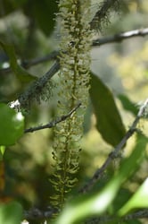 Photo 3 of Macadamia integrifolia