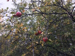 Photo 7 of Malus spp.