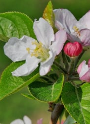 Photo 3 of Malus spp.