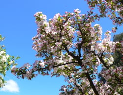 Photo 4 of Malus spp.