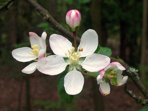 Photo 1 of Malus spp.