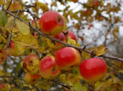 Photo 2 of Malus spp.