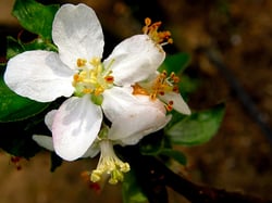 Photo 6 of Malus spp.