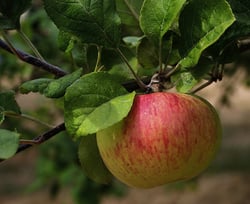 Photo 5 of Malus spp.