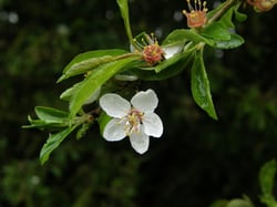 Photo 7 of Malus sylvestrus