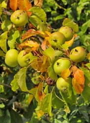 Photo 8 of Malus sylvestrus