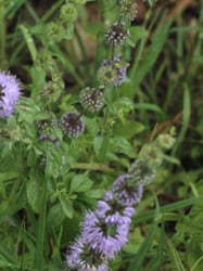 Photo 8 of Mentha pulegium