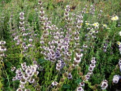 Photo 6 of Mentha pulegium