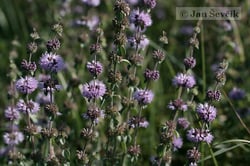 Photo 3 of Mentha pulegium
