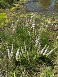 Photo 4 of Mentha pulegium
