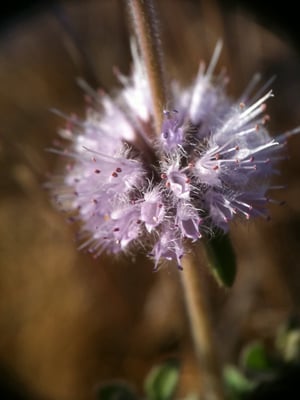 Photo 1 of Mentha pulegium