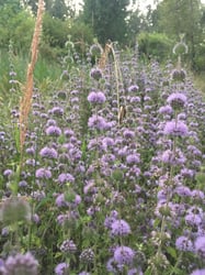 Photo 5 of Mentha pulegium