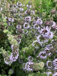 Photo 2 of Mentha pulegium