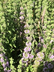 Photo 7 of Mentha pulegium