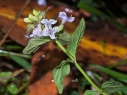 Photo 9 of Mentha spp.