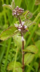 Photo 7 of Mentha spp.