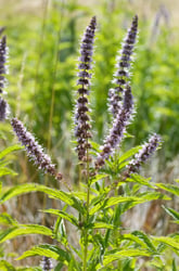 Photo 5 of Mentha spp.