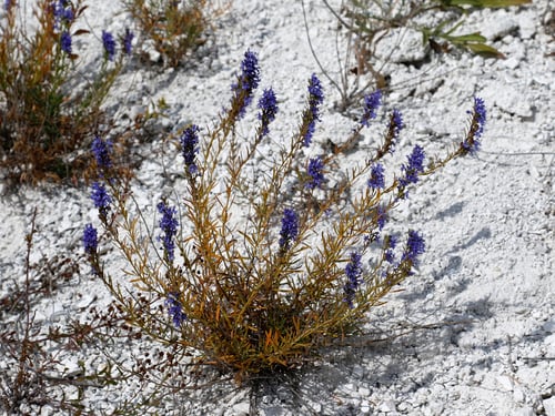 Photo 1 of Mentha spp.