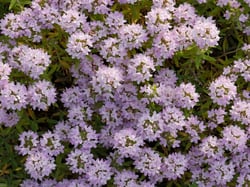 Photo 4 of Mentha spp.