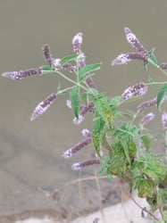 Photo 6 of Mentha spp.