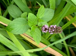 Photo 8 of Mentha spp.