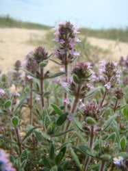 Photo 3 of Mentha spp.