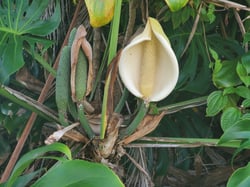 Photo 5 of Monstera deliciosa