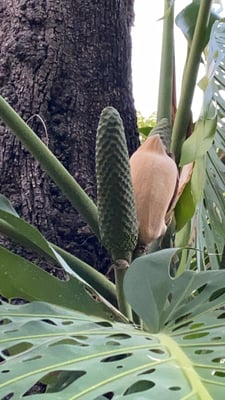 Photo 1 of Monstera deliciosa