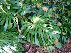 Photo 8 of Monstera deliciosa