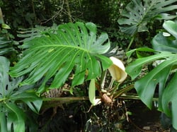 Photo 4 of Monstera deliciosa