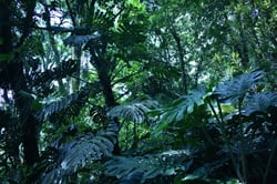 Photo 9 of Monstera deliciosa