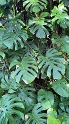 Photo 7 of Monstera deliciosa