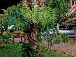 Photo 6 of Monstera deliciosa