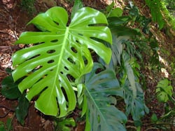 Photo 2 of Monstera deliciosa