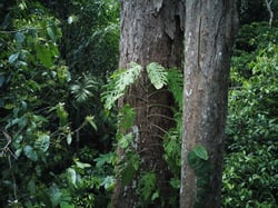 Photo 9 of Monstera spp.
