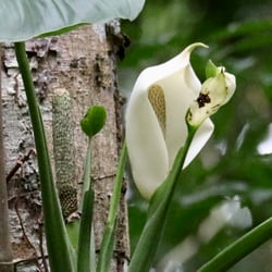 Photo 5 of Monstera spp.