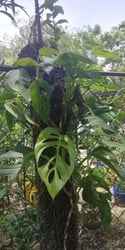 Photo 3 of Monstera spp.