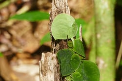 Photo 6 of Monstera spp.