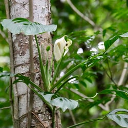 Photo 7 of Monstera spp.