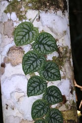 Photo 8 of Monstera spp.