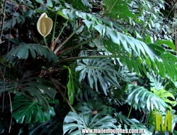 Photo 2 of Monstera spp.