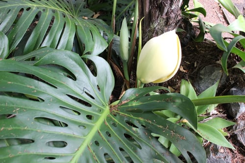 Photo 1 of Monstera spp.