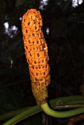 Photo 4 of Monstera spp.