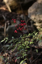Photo 5 of Nandina domestica