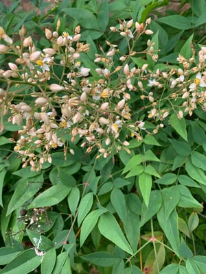 Photo 1 of Nandina domestica